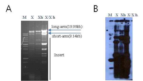 Southern blot analysis for the selection of BmmarT1 gene. M, marker; X, Xba I; Xh, Xho I.