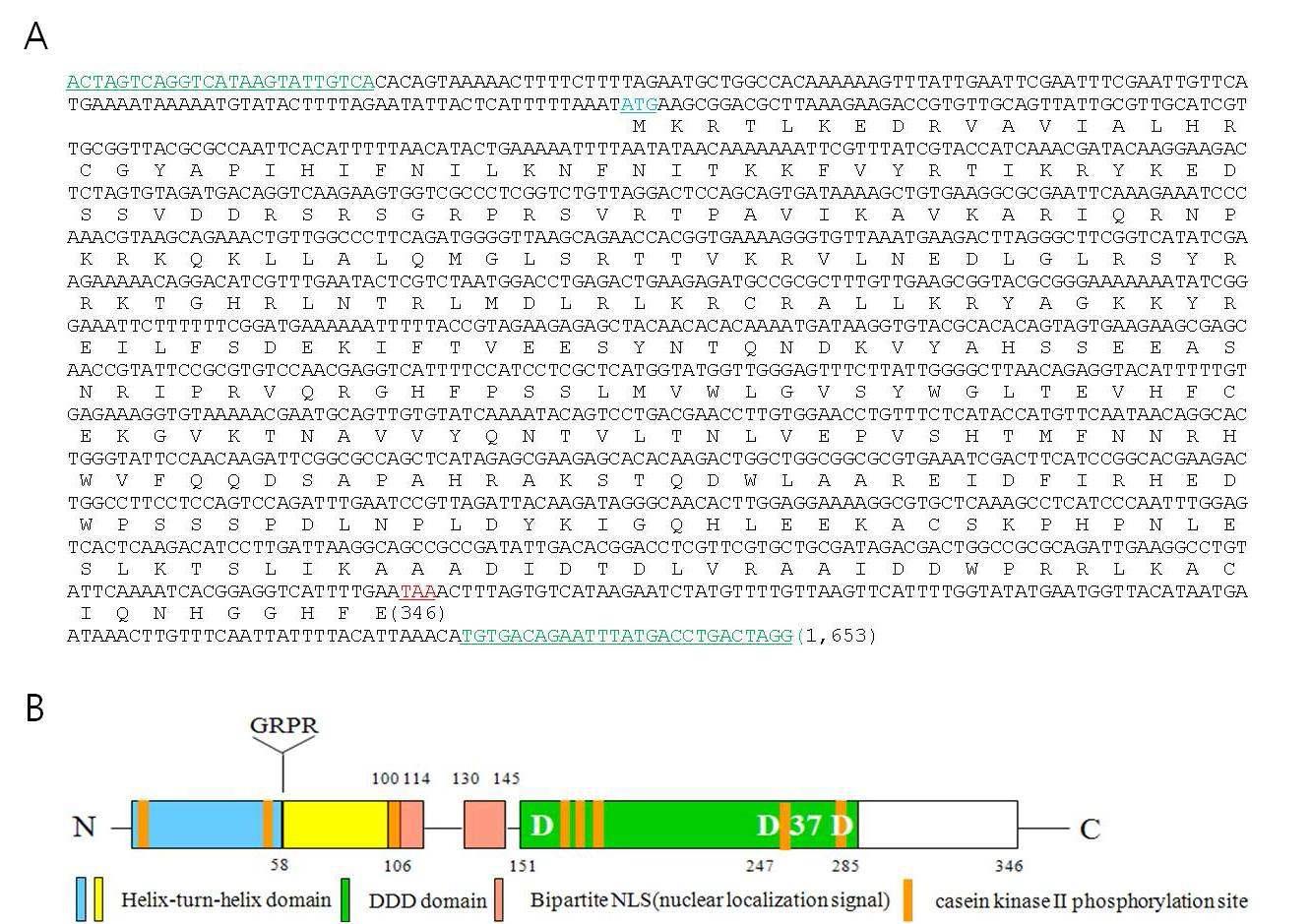 Nucleotide and deduced amino acid sequence of the BmmarT1 gene