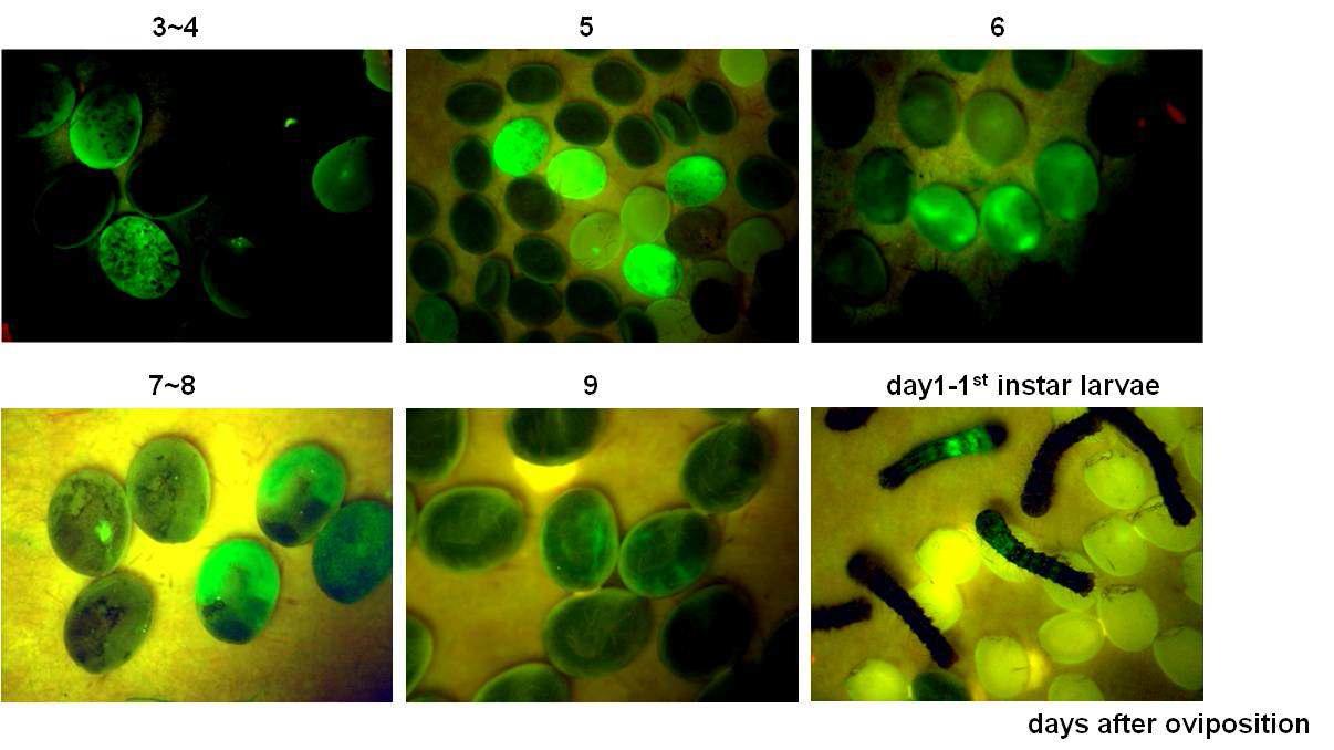 Fluorescence of EGFP in eggs of G1 transgenic silkworms