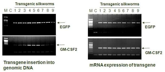 Analysis of transgene insertion and mRNA expression of G1 transgenic silkworms