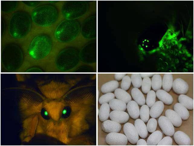 Fluorescence of EGFP in G1 transgenic silkworms