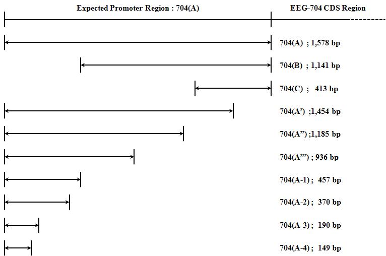 Expected regulatory elements in the proximal promoter of EEG-704 gene. Partially deleted promoter genes were inserted into the pGL3-Basic plasmid DNA