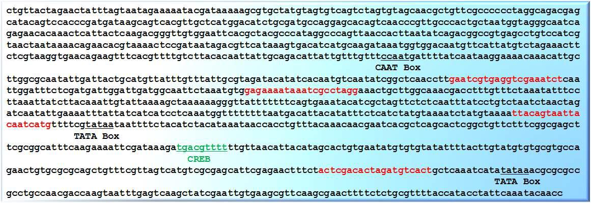Expected regulatory elements in the proximal promoter of EEG-704 gene. We analyzed expected promoter sequences to find regulatory elements and core promoter sequences using the website (http://www.fruitfly.org/seq_tools/promoter.html). The positions of two TATA box, a CAAT box, and CRE are shown. The three different regions of the EEG-704 gene core promoter nucleotide sequences are shown red character. CRE; cAMP Response Element.