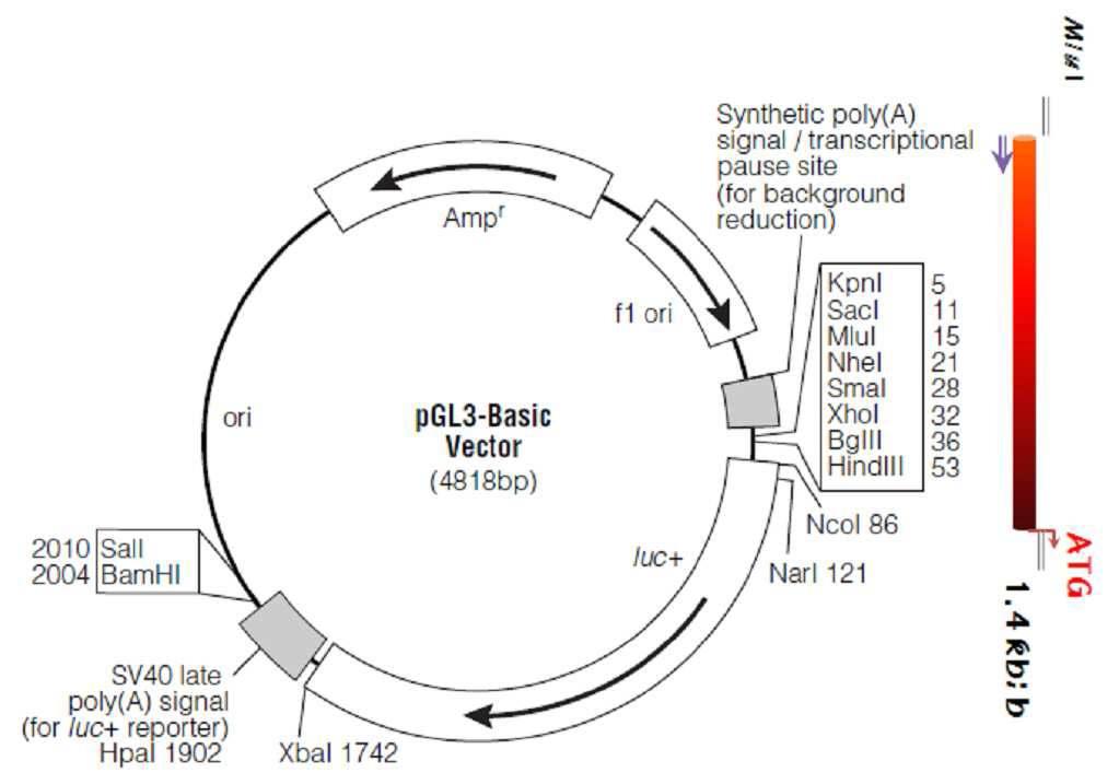Plasmid constrution map containing each promoter candidates.