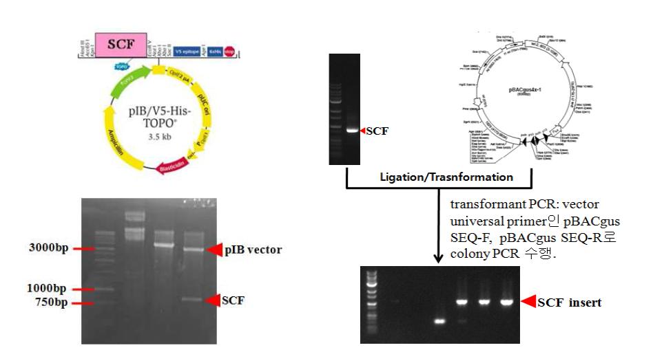 Construction of insect expression plasmid and viral vectors of SCF cDNA.