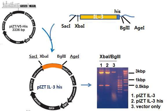 Construction of insect expression plasmid vector of IL-3 cDNA.