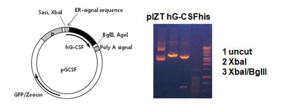 Construction of insect expression plasmid vector of G-CSF cDNA.