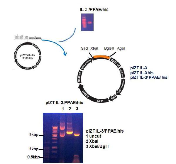Construct of insect signal sequence-fused IL-3 cDNA expression vector