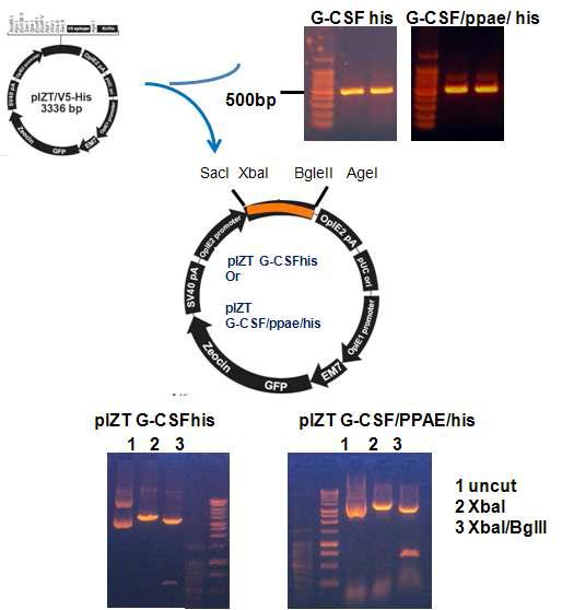Construct of wild type and insect signal sequence-fused G-CSF cDNA expression vector