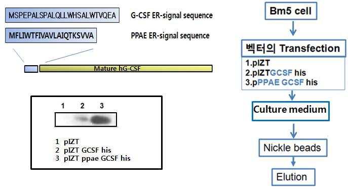 Relative amount of G-CSF proteins produced by Bm5 insect cells which were transiently transfected with wild type or Bombyx prophenoloxidase activating enzyme signal sequence-fused G-CSF