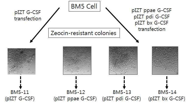 Establishment of hG-CSF-producing stable Bm5 cell lines. Each cell line was cloned for each G-CSF construct.