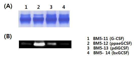 Sectreted recombinant G-CSF from each stable Bm5 cell line.