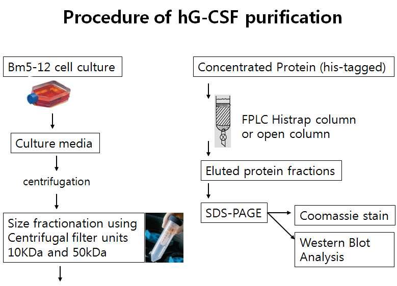 Procedure of hG-CSF purification.