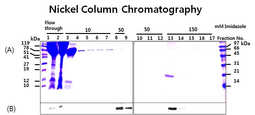 Purification of hG-CSF. Medium was recovered from BM5-12 cells and concentrated using 50k- and 10k-cutoff centrifugal filter units. Concentrated medium was then applied to nickel sepharose column. hG-CSF was eluted with indicated imidazole solution by stepwise method