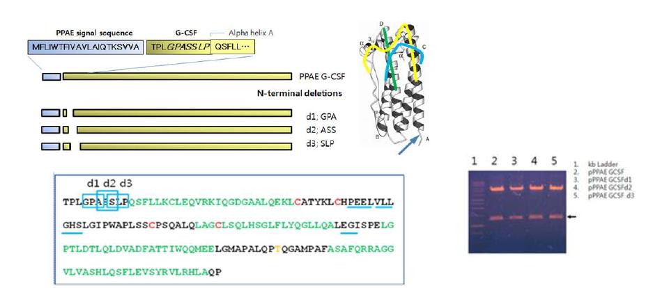 N-terminal remodeling of hG-CSF. Positions of each triple amino acid deletion in 3D structure (Blue arrow, Left top) and each triple amino acids was boxed (Left bottom). Wild type and each deletion mutant DNA on agarose gel (Right).