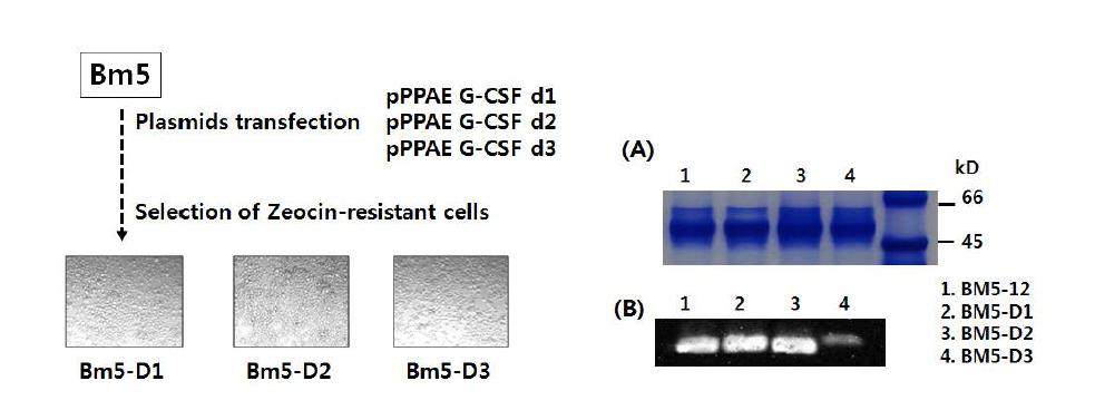 Establishment of stable cell lines expressing each (d1, d2, d3) N-terminus remodeled hG-CSF (Left). Right A. Coomassie stained SDS-PAGE of the same volumes of each cell line medium. Right B. Western blot analysis of wild type 및 N-terminus remodeled hG-CSF proteins.