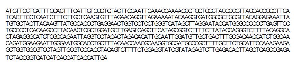 DNA sequence of bG-CSF which is regenerated to encode human G-CSF protein adjusting human G-CSF cDNA to Bombyx mori' s codon-usage.