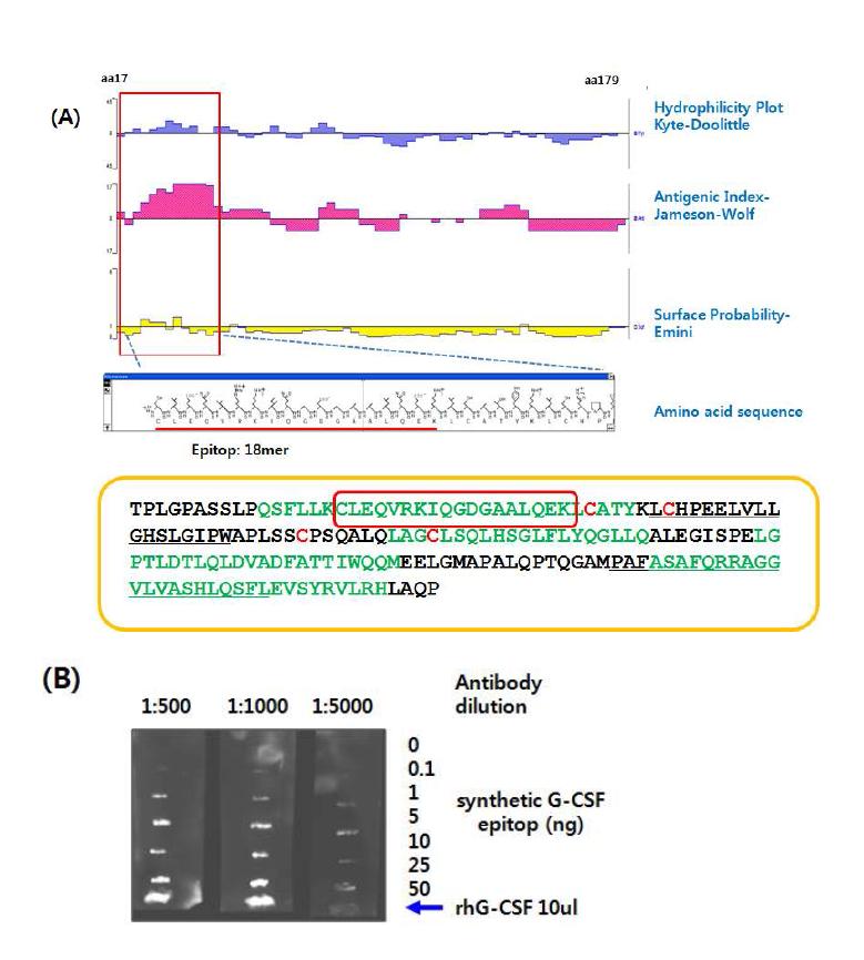 Anti-G-CSF production and titer assay. (A). Epitope determination of G-CSF. (B). Anti-G-CSF antibody reacted with synthetic G-CSF epitope peptide and full length G-CSF.