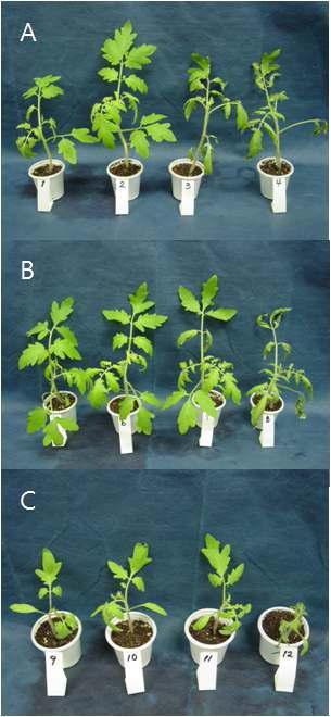 약효 지속성에 의한 토마토 역병 방제효과