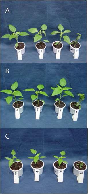 약효 지속성에 의한 고추 탄저병 방제효과