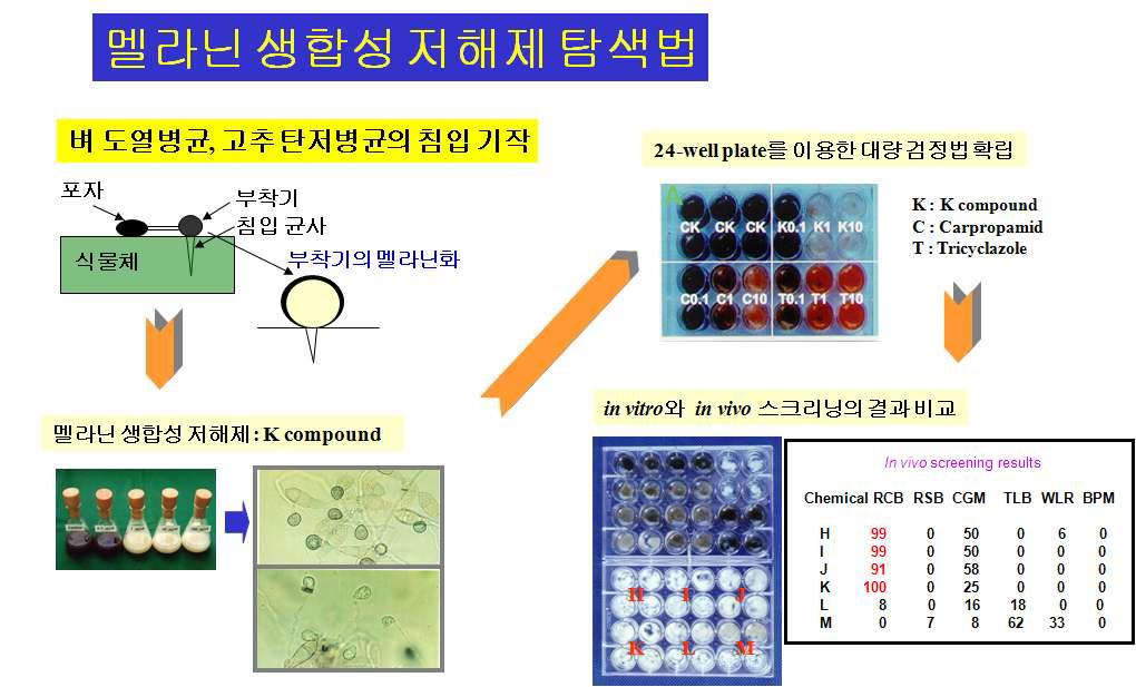 멜라닌 생합성 저해제 실험법