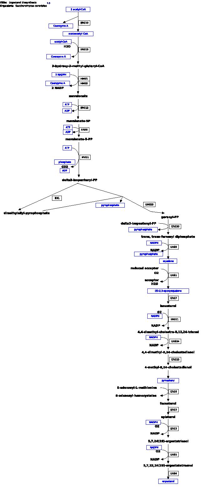 에르고스테롤 생합성 경로