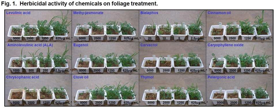 Herbicidal activity of 53 natural chemicals on foliage treatment in a greenhouse condition