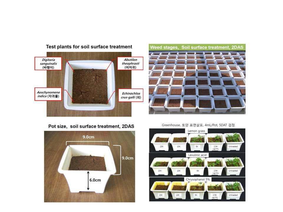천연물 제초제 온실조건에서의 토양처리 제초활성 검정 방법