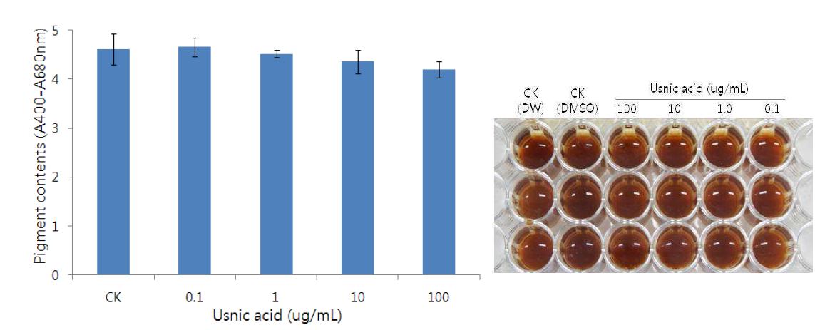 HPPD 과발현 pYS103B 균주의 색소형성에 미치는 Usnic acid의 효과