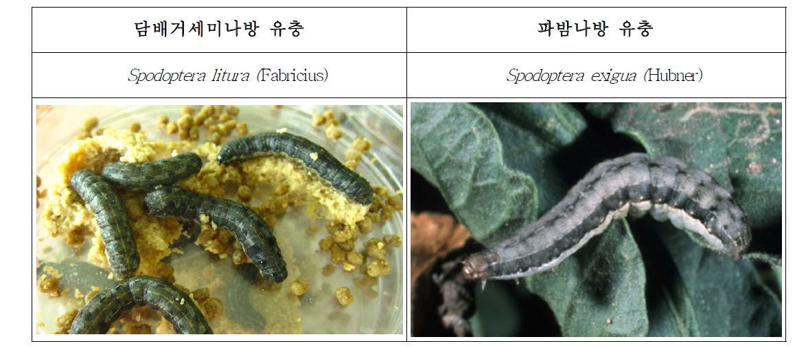 본 연구의 주된 대상 곤충으로 선정된 저작형 생물검정 곤충 2 종