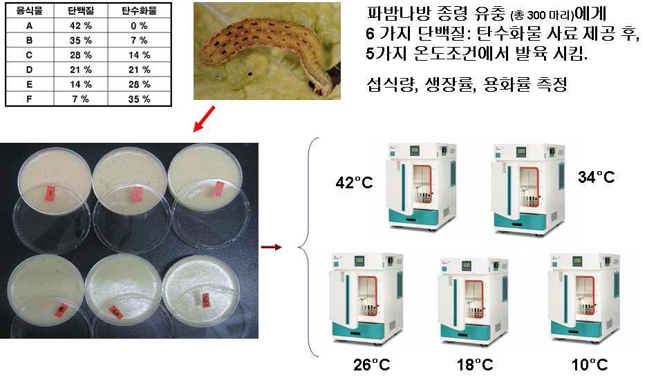 주변 온도 조건과 음식물의 단백질 대 탄수화물 비율이 파밤나방의 발육과 생존에 미치는 영향을 분석하기 위한 실험 설계