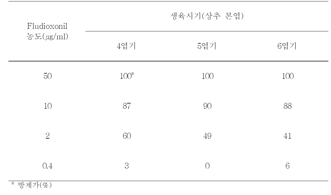 상추 생육 시기에 따른 fludioxonil의 상추 잿빛곰팡이병 방제효과