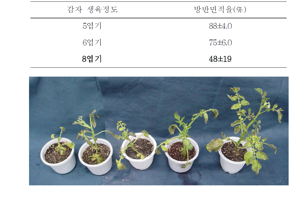 감자 생육 시기에 따른 감자 역병 발생(접종 4일 후 병조사)