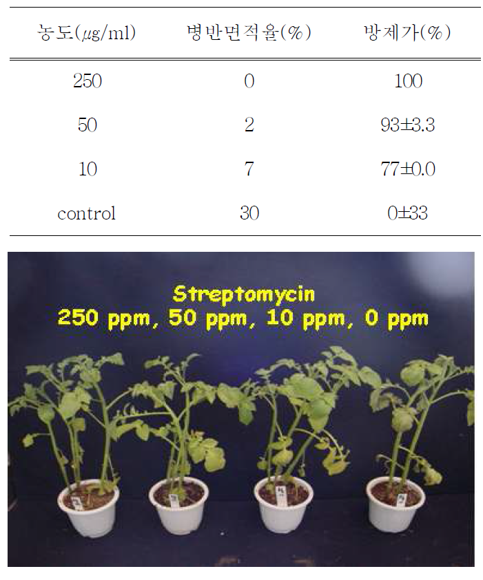 Streptomycin의 감자 역병 방제효과