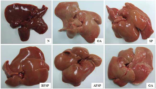 Effects of SP, BFSP, AFSP, and GA on the hepatic photograph in orotic acid feeding rats