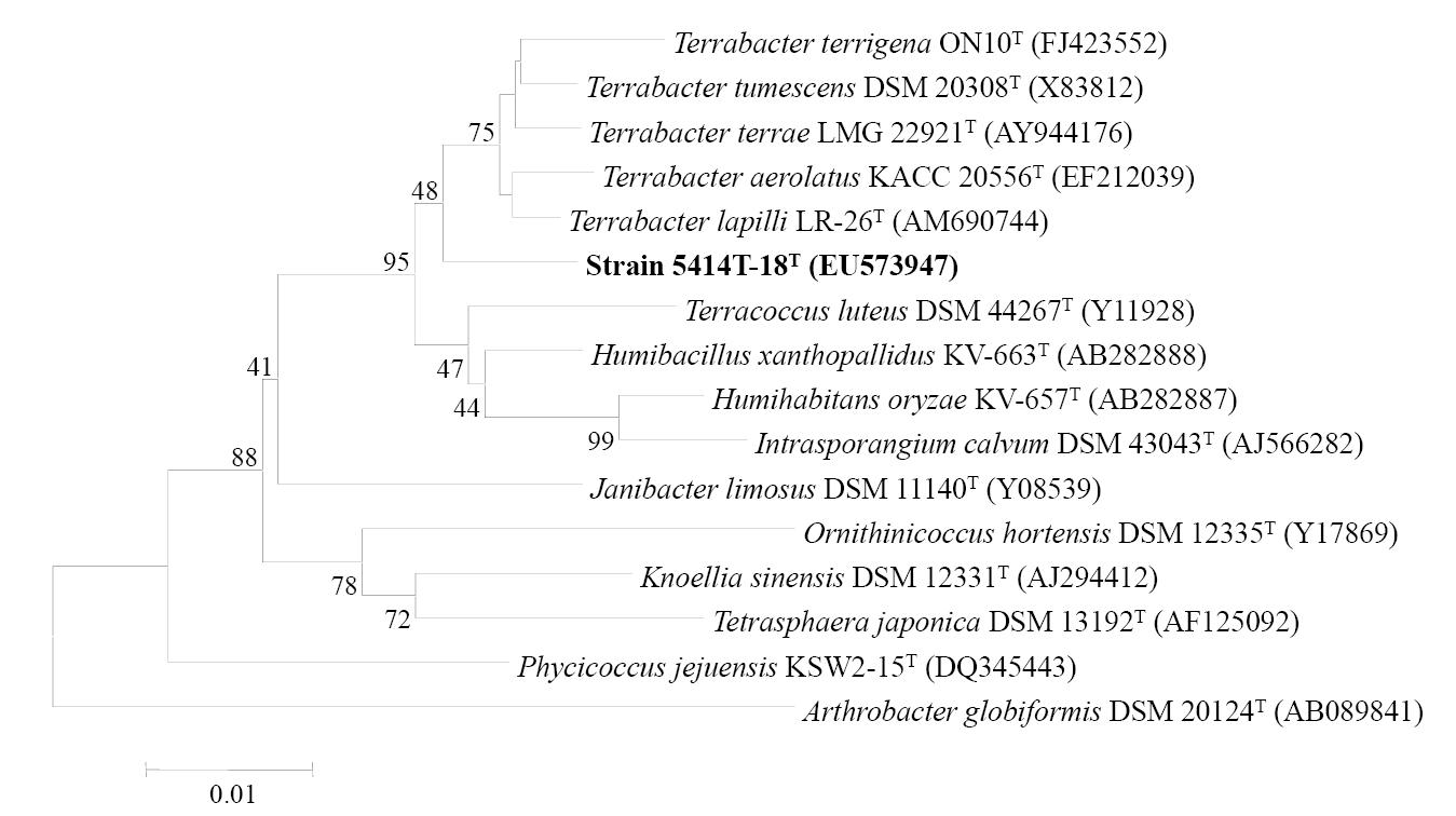 Terrabacter aeriphilus 5414T-18T의 계통분류학적 위치.