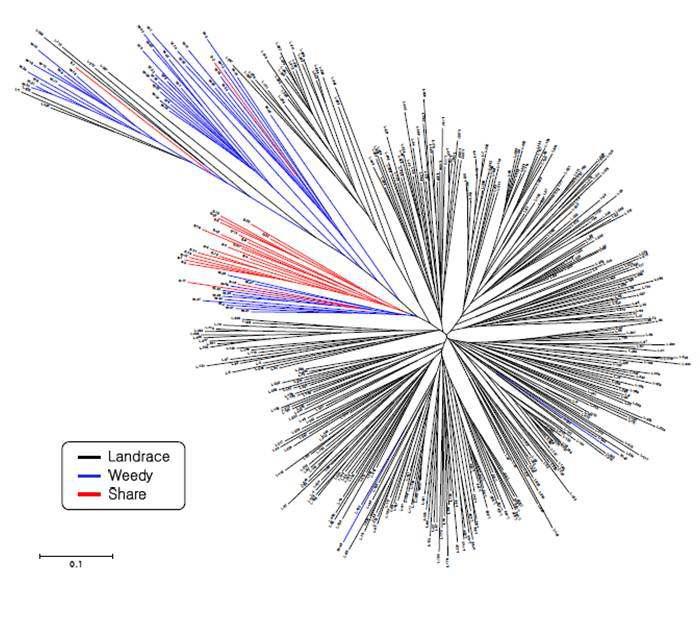선발마커를 적용한 재래벼, 샤레벼 및 잡초성 벼의 다양성 분석 결과