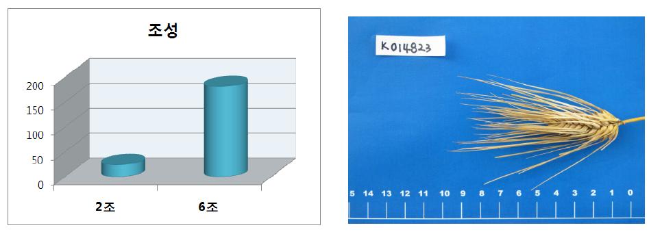 보리 자원의 조성과 6조보리 사진