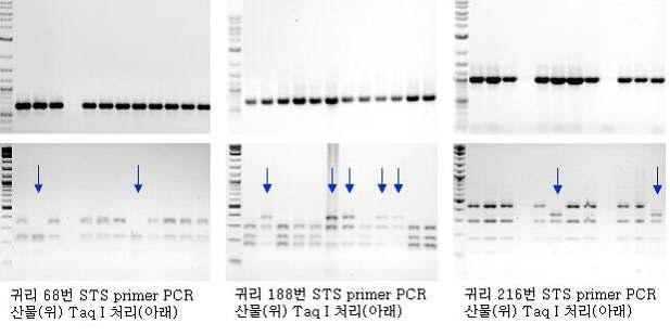 STS 프라이머 이용 PCR 및 효소처리 결과