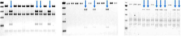 금강 등 밀 12 품종에 대한 STS 프라이머 이용 PCR 및 효소처리 결과