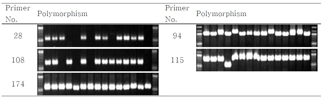 선발된 STS primer에 의한 품종간 다형성(STS-PCR)