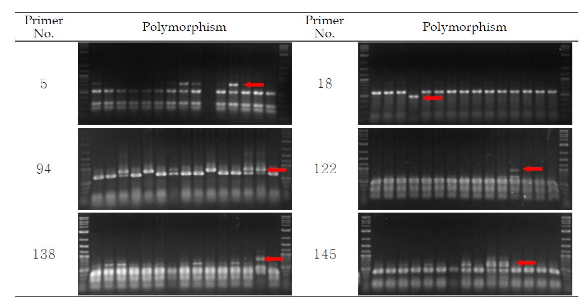 선발된 STS primer와 제한효소의 조합에 의한 품종간 다형성(STS-PCR/Enzyme)