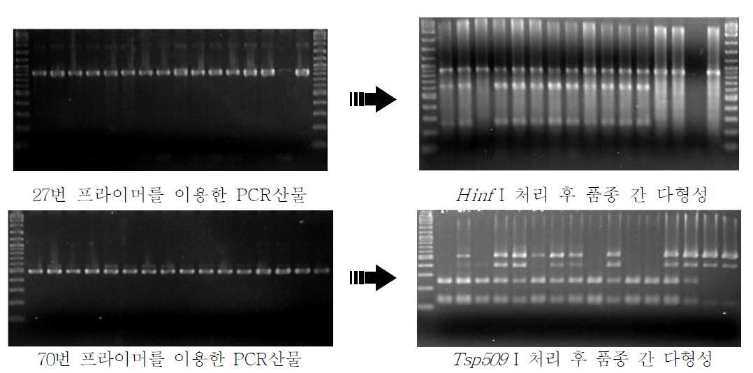 제작된 STS 프라이머와 제한효소에 의한 보리 품종간 다형성 분석