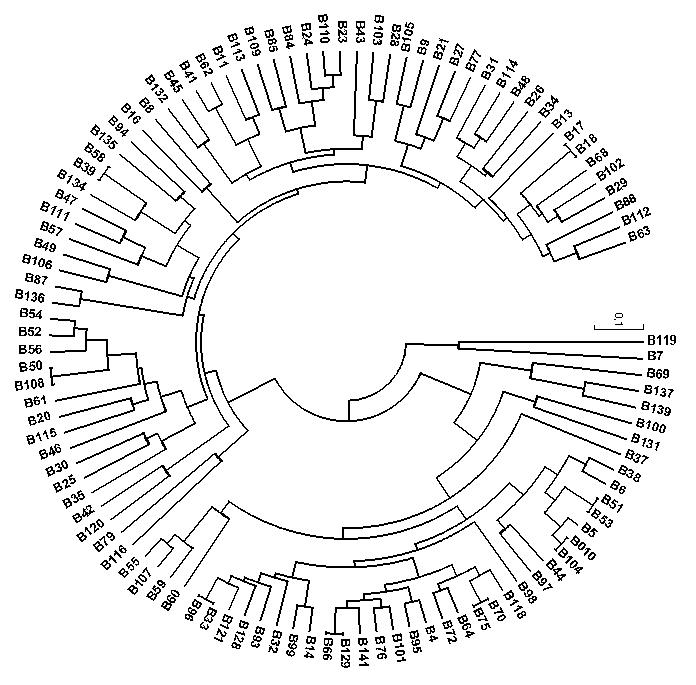 UPGMA tree of kidney bean from Bulgaria in 2010