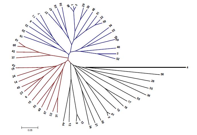 UPGMA tree of hot pepper from Bulgaria in 2011