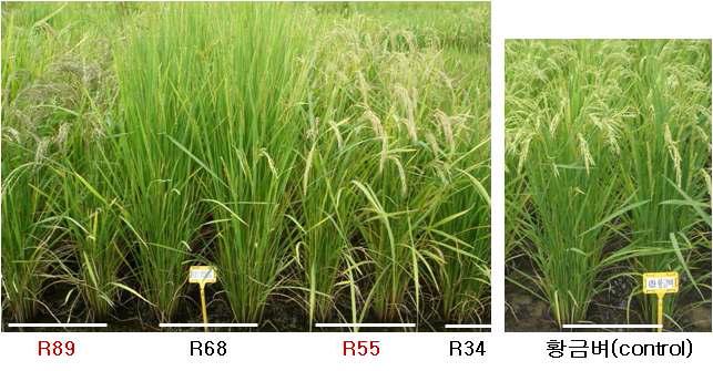 유전자 이동성 검정을 위한 앵미계통의 농업특성 및 선발 (R55, R85)