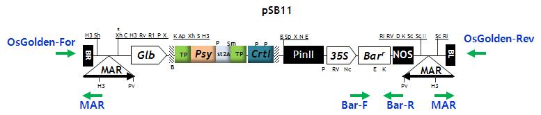 황금벼 PCR분석을 위한 제작한 primer 종류와 위치
