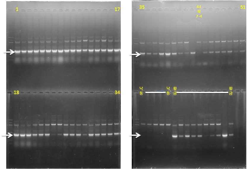 Basta 저항성 유전자의 primer(Bar-F/Bar-R)를 이용한 PCR산물의 전기영동 결과