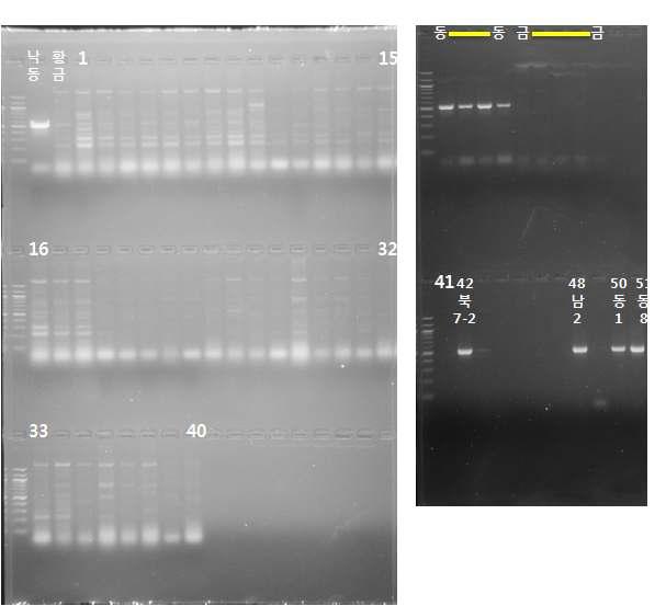 T-DNA 부분을 franking하는 2종의 식물게놈 유래 primer (OsGolden-for/OsGolden- rev)를 이용한 PCR산물의 전기영동 결과