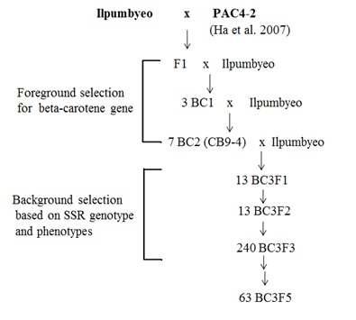 Diagram showing procedure for developing 63 BC3F5 lines